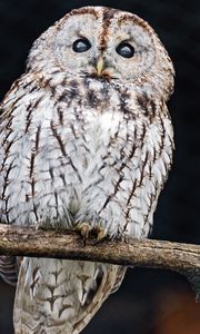 Preview wallpaper tawny owl, owl, bird, wildlife