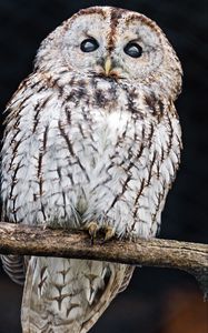 Preview wallpaper tawny owl, owl, bird, wildlife