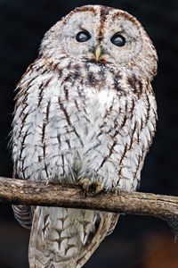 Preview wallpaper tawny owl, owl, bird, wildlife