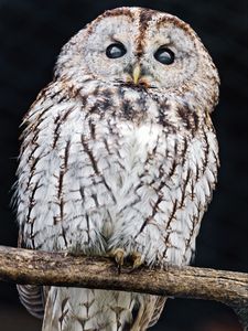 Preview wallpaper tawny owl, owl, bird, wildlife