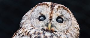 Preview wallpaper tawny owl, owl, bird, wildlife