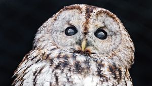 Preview wallpaper tawny owl, owl, bird, wildlife