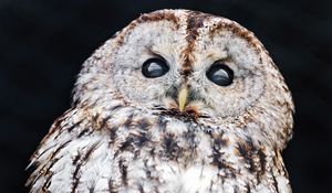 Preview wallpaper tawny owl, owl, bird, wildlife