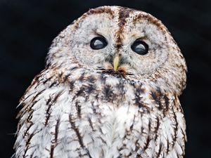 Preview wallpaper tawny owl, owl, bird, wildlife