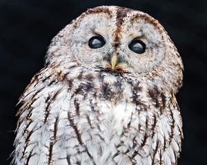 Preview wallpaper tawny owl, owl, bird, wildlife