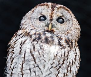 Preview wallpaper tawny owl, owl, bird, wildlife