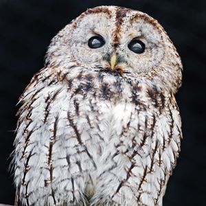 Preview wallpaper tawny owl, owl, bird, wildlife