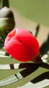 Preview wallpaper taxus, flower, bud, leaves