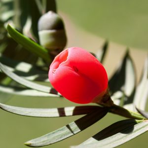 Preview wallpaper taxus, flower, bud, leaves