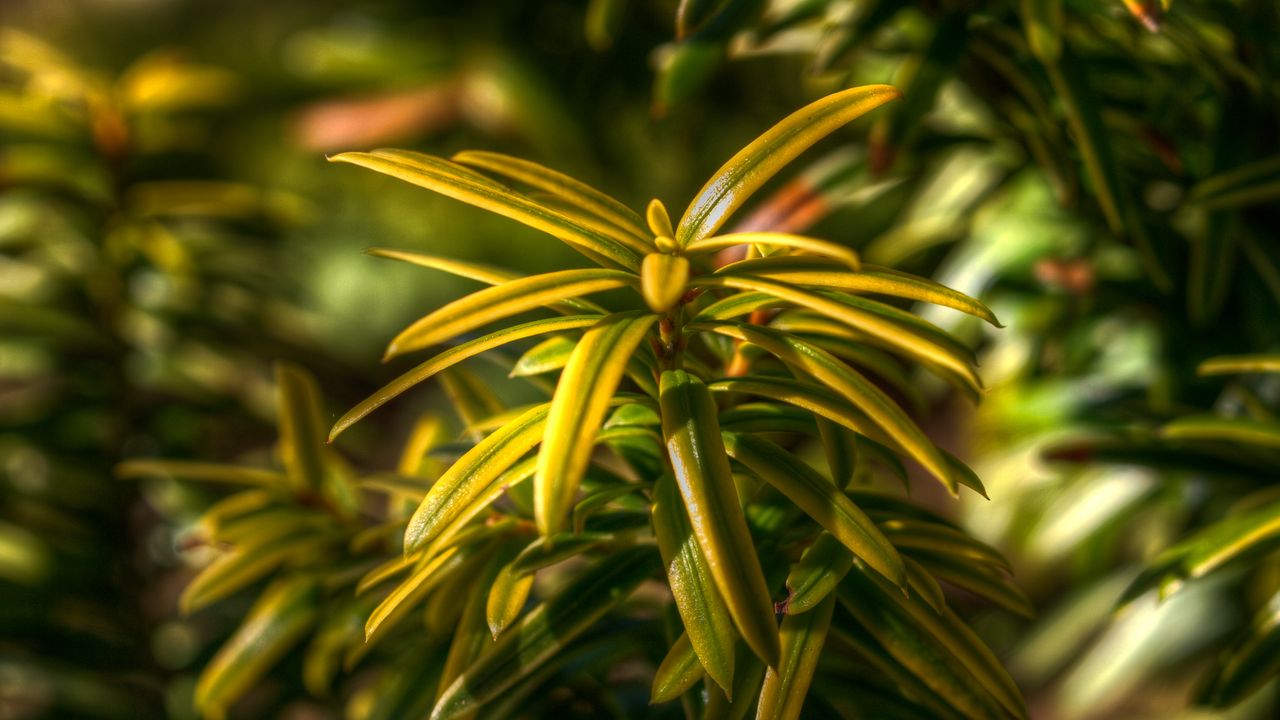 Wallpaper taxus, plant, leaves, green, macro