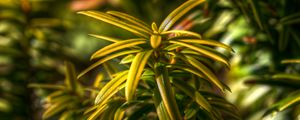 Preview wallpaper taxus, plant, leaves, green, macro