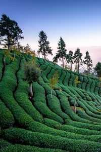 Preview wallpaper tea field, harvest, trees, taiwan