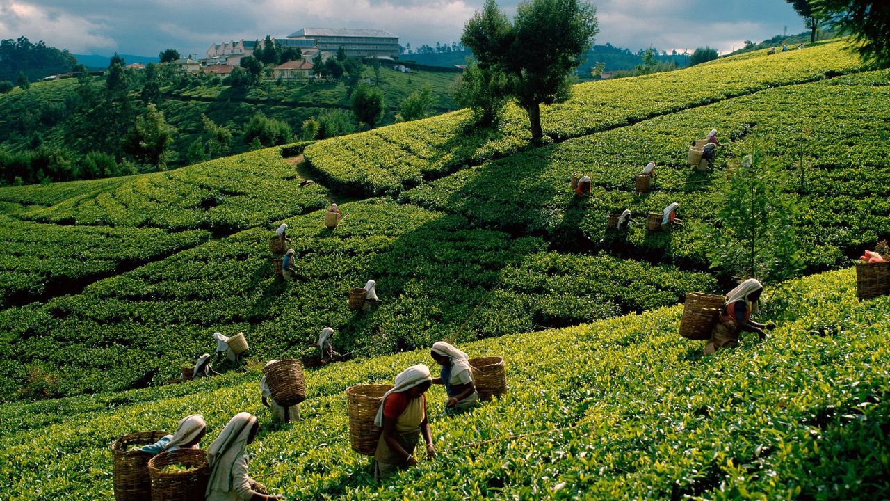 Wallpaper tea, plantations, fields, working women, gathering