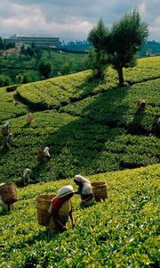 Preview wallpaper tea, plantations, fields, working women, gathering