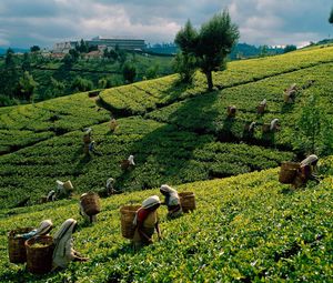Preview wallpaper tea, plantations, fields, working women, gathering