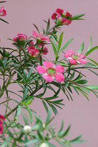 Preview wallpaper tea tree, flowering, branches, herbs