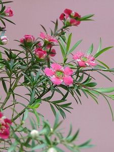 Preview wallpaper tea tree, flowering, branches, herbs