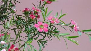 Preview wallpaper tea tree, flowering, branches, herbs