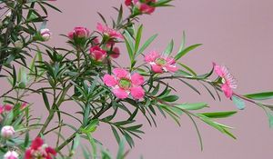 Preview wallpaper tea tree, flowering, branches, herbs