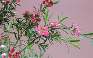 Preview wallpaper tea tree, flowering, branches, herbs