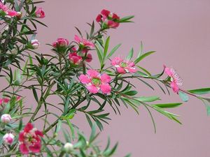 Preview wallpaper tea tree, flowering, branches, herbs