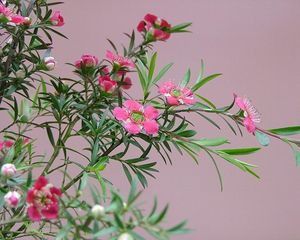 Preview wallpaper tea tree, flowering, branches, herbs