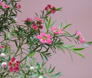 Preview wallpaper tea tree, flowering, branches, herbs