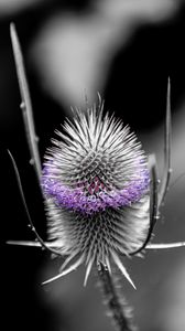 Preview wallpaper teasel, flower, plant, blur