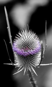 Preview wallpaper teasel, flower, plant, blur