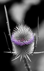 Preview wallpaper teasel, flower, plant, blur