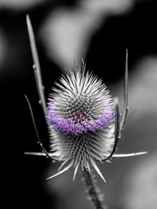 Preview wallpaper teasel, flower, plant, blur