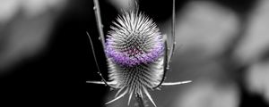 Preview wallpaper teasel, flower, plant, blur