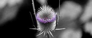 Preview wallpaper teasel, flower, plant, blur