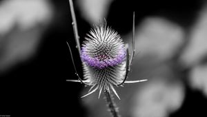 Preview wallpaper teasel, flower, plant, blur