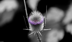 Preview wallpaper teasel, flower, plant, blur