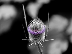 Preview wallpaper teasel, flower, plant, blur