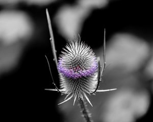 Preview wallpaper teasel, flower, plant, blur