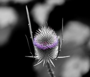 Preview wallpaper teasel, flower, plant, blur