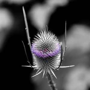 Preview wallpaper teasel, flower, plant, blur