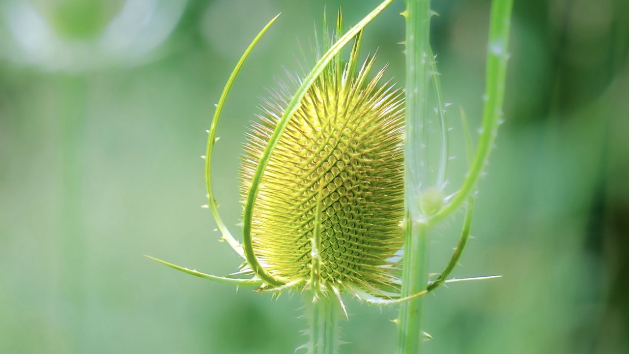 Wallpaper teasel, flower, plant, thorns