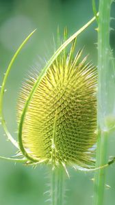 Preview wallpaper teasel, flower, plant, thorns