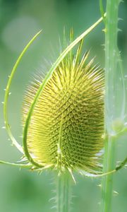 Preview wallpaper teasel, flower, plant, thorns