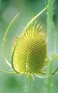 Preview wallpaper teasel, flower, plant, thorns