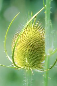 Preview wallpaper teasel, flower, plant, thorns