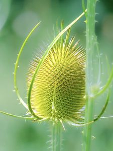 Preview wallpaper teasel, flower, plant, thorns