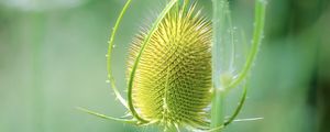 Preview wallpaper teasel, flower, plant, thorns