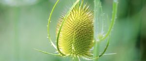 Preview wallpaper teasel, flower, plant, thorns