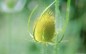 Preview wallpaper teasel, flower, plant, thorns