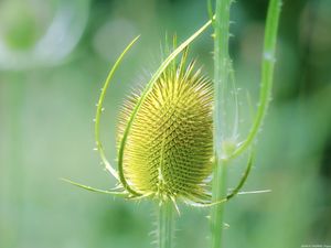 Preview wallpaper teasel, flower, plant, thorns