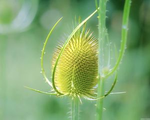 Preview wallpaper teasel, flower, plant, thorns